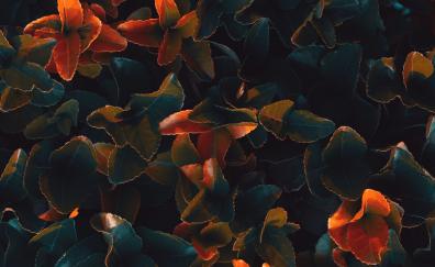 Plant leaves, bright glow, surface