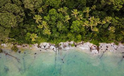 Palms, green coast, nature, aerial view
