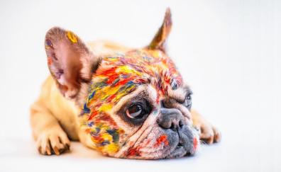 Relaxed, dog, color on face, pug