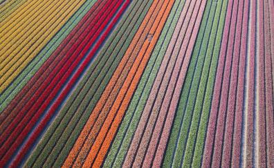 Colorful, flowers farms, aerial view