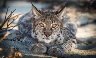 Close up, Lynx, cat, predator, muzzle