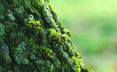 Moss, small grass, bark, close up