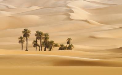 Landscape, desert, palm trees