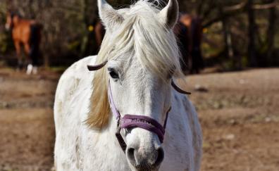 White, horse, muzzle