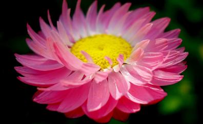 Close up, pink daisy, bloom