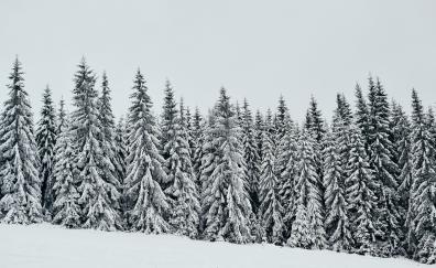 White, snow layer, pine trees, nature