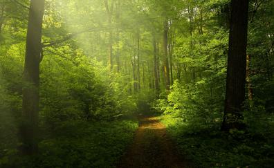 Green forest, woods trails, pathway, sunrays through trees, nature
