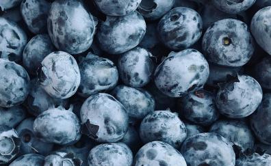 Blueberries, berry fruit, fresh