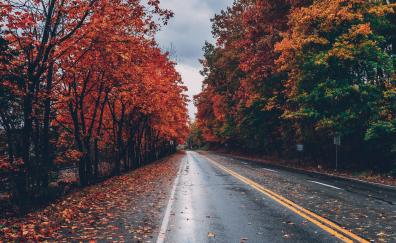 Road, autumn, tree, highway