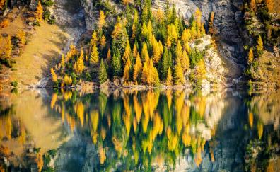 Adorable reflection, nature, trees, autumn