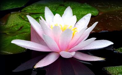 Pink flower, lotus, flower, lake, bloom, water drops