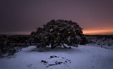 Tree, sunset, winter, landscape