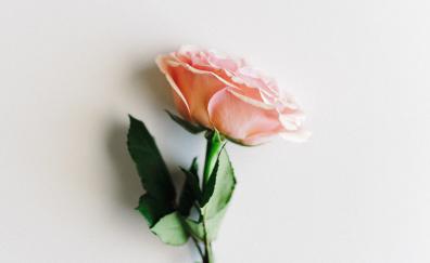 Rose, light pink, minimal