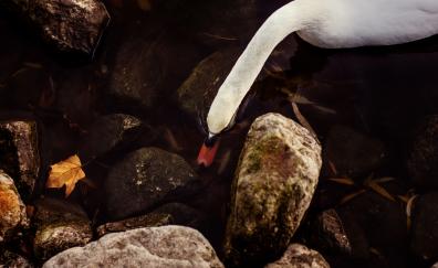 Swan, white, rocks, water, beautiful