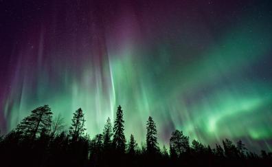 Northern lights, sky, trees, nature