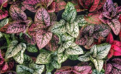 Green-red, leaves, plants