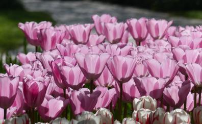 Tulip, pink, spring, flowers