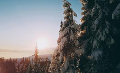 Sunrise, tree, winter, landscape