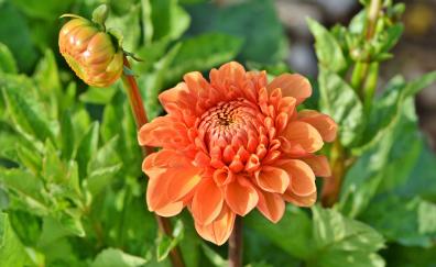 Orange Dahlia, flowers, bud, bloom