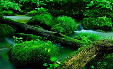 Nature, moss on rocks, big wood log, forest