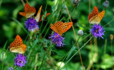 Orange butterfly, insects, meadow, spring