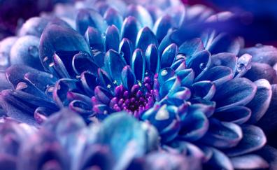 Blue flower, Dahlia, close-up
