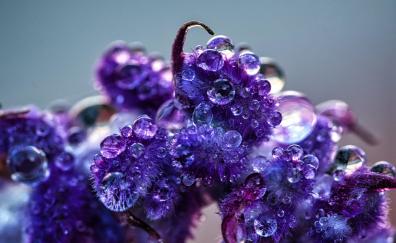 Violet flowers, water drops, blooming, close up