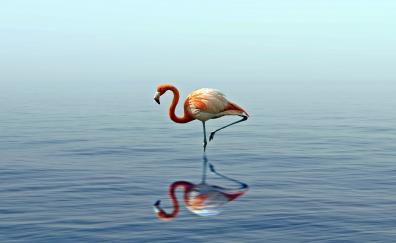Flamingo, reflection, lake