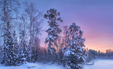 Tree, forest, winter, sunset