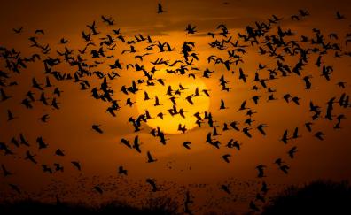 Silhouette, sunset, birds' flight