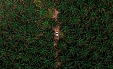 Road through palms, aerial view