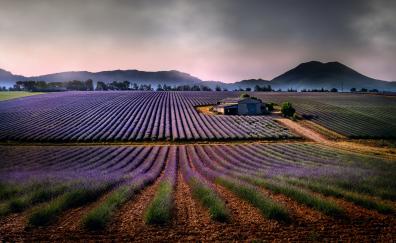 Lavender farm, landscape
