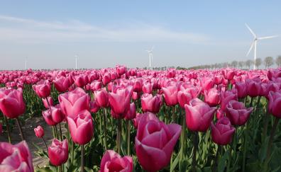Farm, flowers, pink tulips