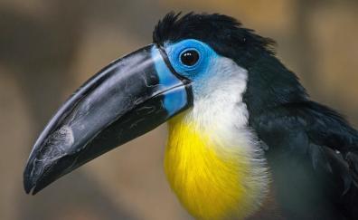 Bird, exotic, toucan