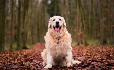Golden Retriever, Dog, sitting, autumn, foliage