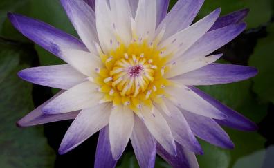 Water lily, bloom, purple white flower
