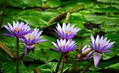 Lake, pond, flowers, water lily