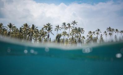 Hawaii, beach, sea wave, palm trees