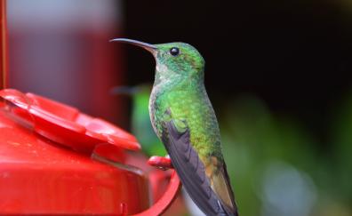 Small, cute, hummingbird
