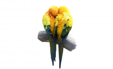Birds, pair, love, minimal, artwork, parrot