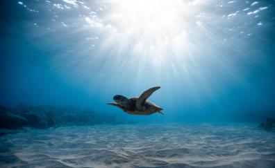 Underwater life, turtle, blue sea