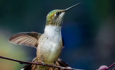 Adorable bird, hummingbird