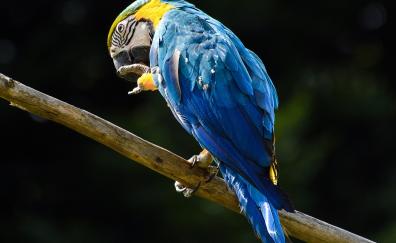 Blue, macaw, parrot
