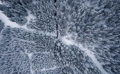 Winter, snowfrost, aerial view, forest