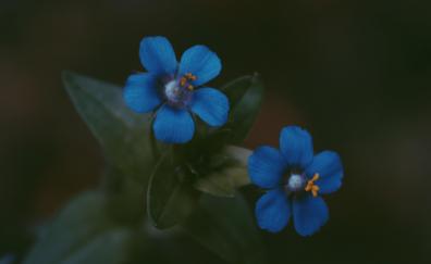 Blue, bright flowers, pair