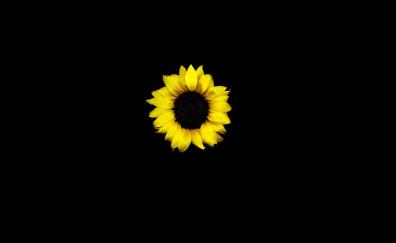 Sunflower, yellow, dark