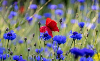 Red poppy, blue flowers, meadow, spring