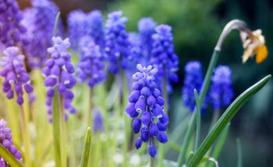 Purple, flowers, blur, meadow, Hyacinth