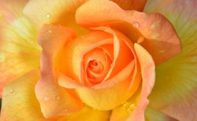 Drops, orange rose, close up