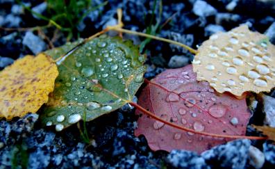 Autumn, drops, life of leaves